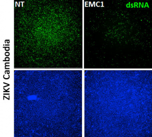 dsRNA [rJ2] antibody used to detect Zika virus (green) infection of cultured human cells. Learn more here >>