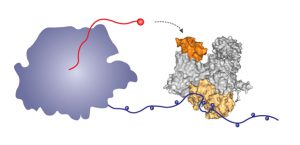 To make human proteins, the human polymerase (left) produces messenger RNA (red). The influenza polymerase (right) binds via its beige region to the long tail of the human polymerase, allowing it to grab hold of the RNA (red) and pirate it to direct production of viral messenger RNA and hence viral proteins. Image credit: Maria Lukaska/EMBL.