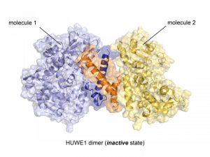 Crystal structure of the ubiquitin ligase HUWE1 in the newly discovered inactive state. The two molecules that form the dimer are represented as cartoons and surfaces. The region that mediates dimer formation is highlighted (orange, dark blue). Credit: Sonja Lorenz.