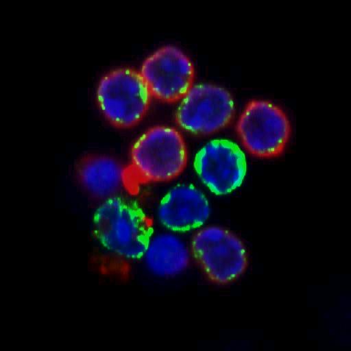 Scientists Discover Pdap1 Protects B-Cells | Kerafast Blog